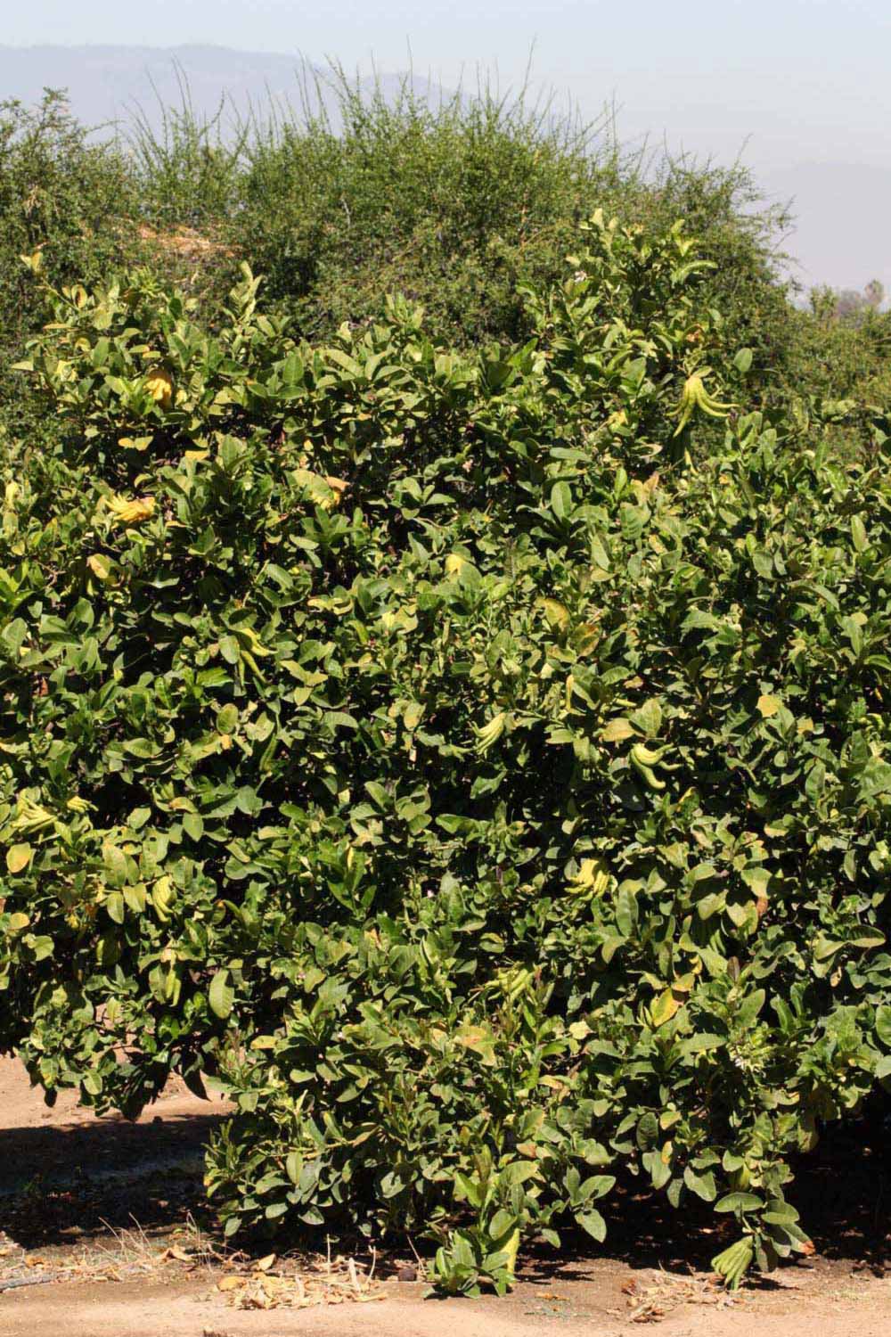 Habit (Riverside, CA)   